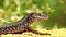 Common lizard