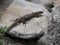 common lizard close-up