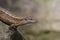 Common Lizard, Lacerta vivipara,