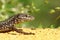 Common lizard macro, Podarcis Muralis