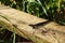 common lizard is the UK's most common and widespread reptile