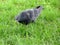 Common lone city pigeon (Columba livia) stands on green grass. Animals in the city.