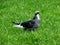 Common lone city pigeon (Columba livia) stands on green grass. Animals in the city.