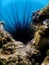 Common Long Spined Sea Urchin, (Diadema antillarum) underwater