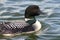 Common Loon