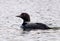 Common Loon