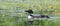 Common Loon and Baby Chick Swimming