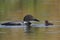 Common Loon Baby and Parent