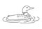 Common loon bird vector illustration