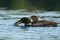 Common Loon catching a pumpkinseed sunfish