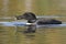 Common Loon Catching a Pumpkinseed Sunfish