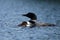 Common Loon with chick