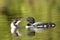 Common Loon with Chick