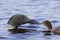 Common Loon with Chick