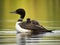 A Common Loon chick rides on its back as its