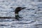 Common Loon closeup in beautiful crystal clear Lake Millinocket, Maine, in early fall