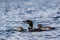 Common Loon closeup with two juveniles in beautiful crystal clear Lake Millinocket, Maine, in early fall