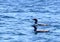Common Loon couple, side by side