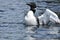 Common Loon Displaying