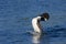 Common loon emerges from underwater