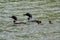 Common Loon Family