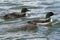 Common Loon Family