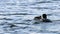 Common Loon family, gavia immer, Minnesota State Birds with parents feeding cute imature babies.m