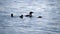 Common Loon family, gavia immer, Minnesota State Birds with parents feeding cute immature babies.