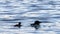 Common Loon family, gavia immer, Minnesota State Birds with parents feeding cute immature babies.