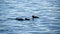 Common Loon family, gavia immer, Minnesota State Birds with parents feeding cute immature babies.