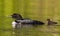 A Common Loon family Gavia immer swimming with chicks with them on Wilson Lake, Que, Canada