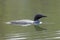 Common loon in Fernan Lake