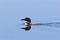 Common Loon with Fish  707619