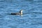 A Common Loon Floating alone