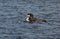 Common Loon Floating on a Lake
