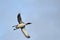Common loon flying in blue sky
