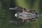 Common Loon (Gavia immer)