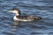 Common Loon Gavia immer