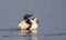 A Common Loon gavia  immer breaches and spreads her wings in the morning in Ontario, Canada