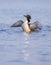 A Common Loon gavia  immer breaches and spreads her wings in the morning in Ontario, Canada