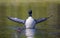 A Common Loon gavia  immer with chick beside her breaches and spreads her wings in the morning in Ontario, Canada