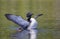 A Common Loon gavia  immer with chick beside her breaches and spreads her wings in the morning in Ontario, Canada