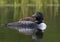A Common Loon Gavia immer close-up swimming with chick on her back on Wilson Lake, Que, Canada