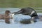 Common Loon (Gavia immer) Feeding a Fish to its Baby