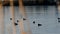 Common Loon, gavia immer, Minnesota State Birds swimming on a lake in Bemidji.