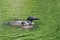 Common Loon Gavia immer Mother and Chicks