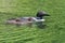 Common Loon Gavia immer Mother and Chicks