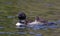A Common Loon Gavia immer swimming with chick on her back on Wilson Lake, Que, Canada