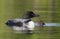 A Common Loon Gavia immer swimming with chick by her side on Wilson Lake, Que, Canada