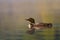 A Common Loon Gavia immer swimming  early morning on Wilson Lake, Que, Canada